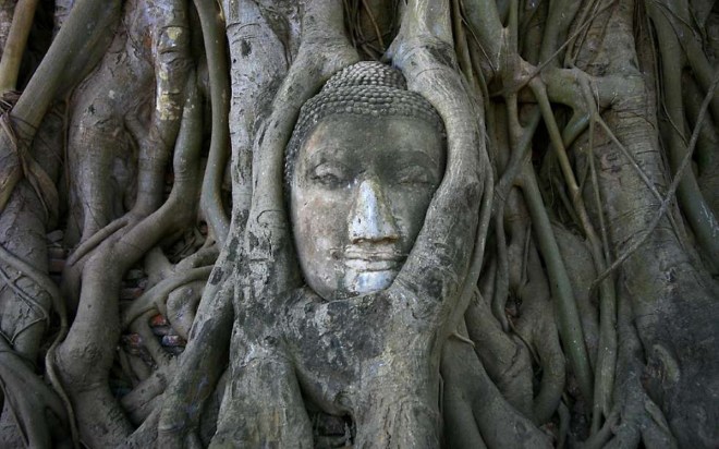 arbre-bouddha